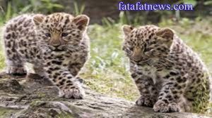baby lepard