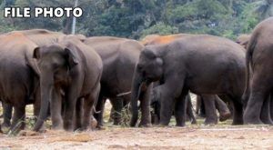 elephant surajpur