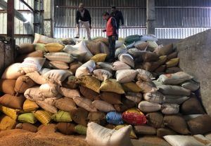 Illegal paddy seized