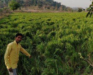 elephant-mahasamund-1