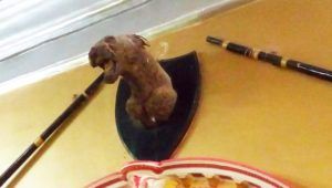 The last leopard of India killed 73 years ago found in Bastar