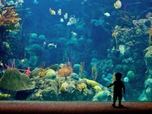 Breaking - A fish house to be built in 10,000 square feet in old pond, will give the feeling of foreign and metrosity, Chhattisgarh's first aquarium ...