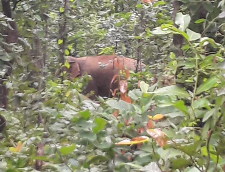 elephant-surguja.jpg
