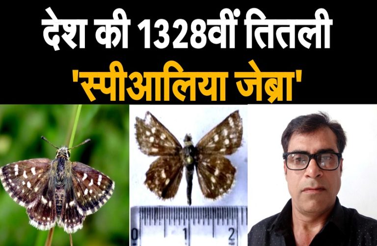 rakhi_butterfly_thmb.jpg