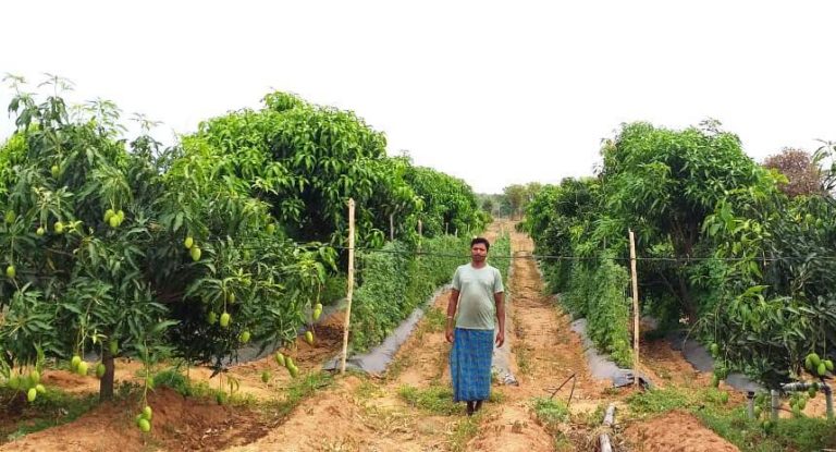 Five tribal farmers changed the barren land and own fortunes, producing mangoes so that wholesalers buy fruits from the field itself