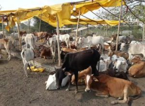 Screenshot_20201116-131208_Gallery