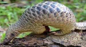 pangolin