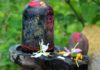 Shiv Mandir Miracle, Shiv Mandir, shivbadi Mandir