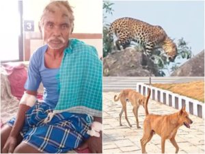 29_03_2022-leopared_attack_in_chhattisgarh.jpg