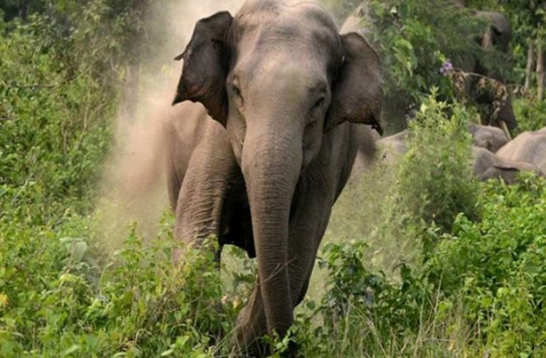 elephant.jpg