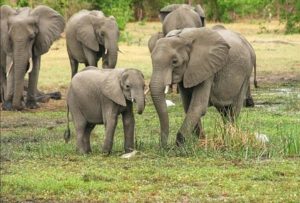 world-elephant-day-2021_1628753085.jpeg