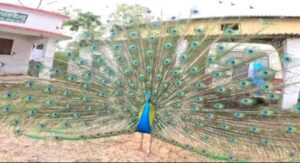 Picsart_23-04-03_17-23-42-338