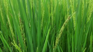 Picsart_24-02-02_13-46-52-043