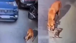 untitled-design-2024-05-21t080514-1716258916