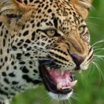 images (13)
